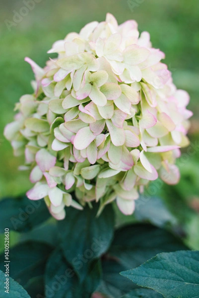 Fototapeta Skyfall Panicle Hydrangea White Green Flowers