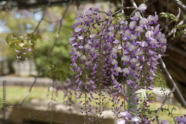 Obraz 満開の藤の花