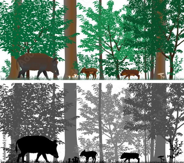 Obraz Wild boars on the background of trees. Colour and black-and-white vector.
