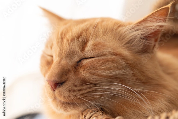 Fototapeta 眠る可愛い猫の寝顔　茶トラ猫