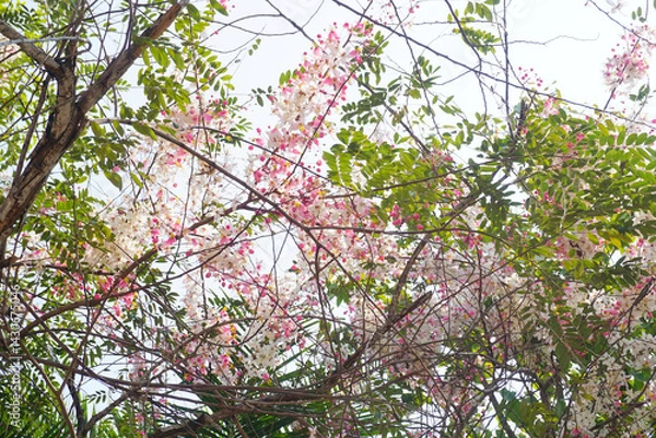 Fototapeta Close up shot of Wishing tree flower blossom, Low angle view