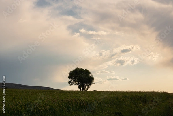 Fototapeta A lonely tree in the middle of the field or farm at sunset