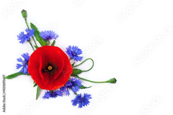 Fototapeta Flowers red poppies ( corn poppy, corn rose, field poppy ), blue flowers cornflower on a white background with space for text. Top view, flat lay