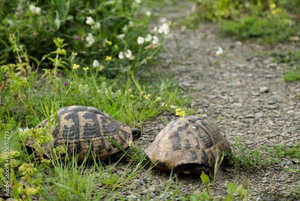 Fototapeta Couple of turtles in the meadow, exotic animals in the wild
