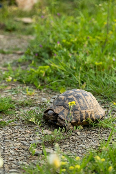 Fototapeta Turtle in the meadow, exotic animals in the wild
