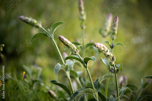 Fototapeta Close up view of blossom sage in the field
