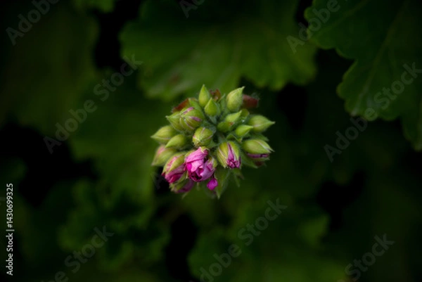 Fototapeta Close-up of geranium bud against background of dark green foliage
