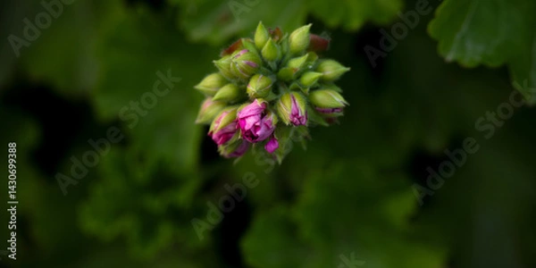 Fototapeta Close-up of geranium bud against background of dark green foliage
