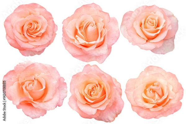 Fototapeta Six soft orange rose in full bloom with delicate, layered petals. Its gentle color and smooth texture create a fresh, elegant look against a white background.Photo with Clipping Path.