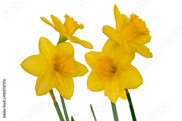 Obraz Narcyz. Żonkil.	