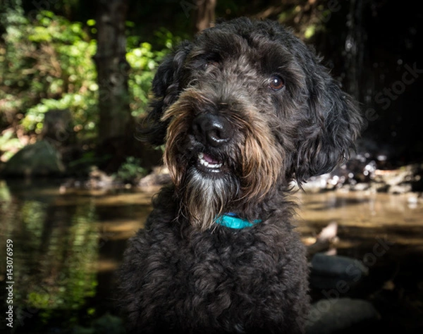 Fototapeta Dog outside