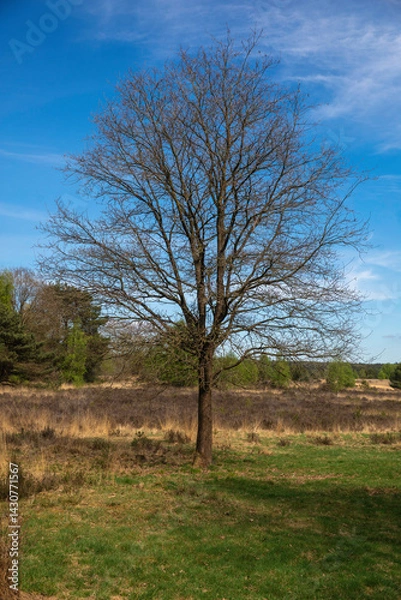 Obraz Veluwezoom bij Velp
