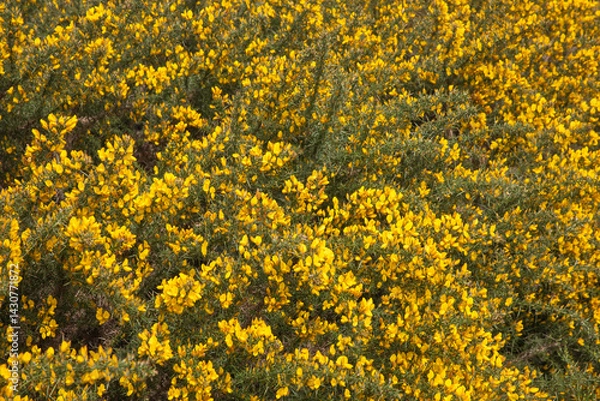 Obraz Veluwezoom bij Velp