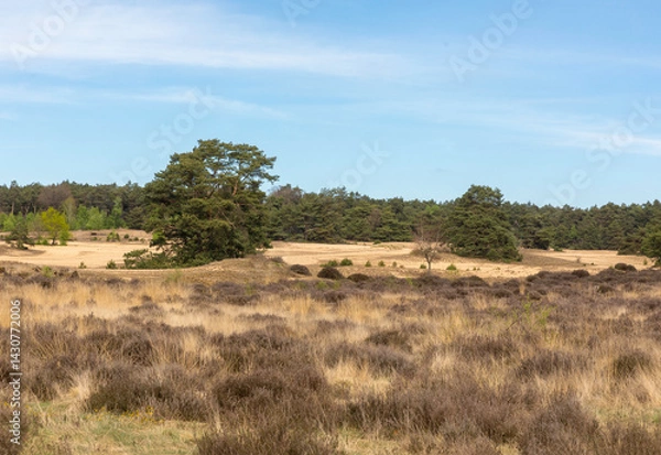 Obraz Veluwezoom bij Velp