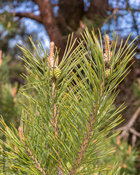 Obraz Veluwezoom bij Velp