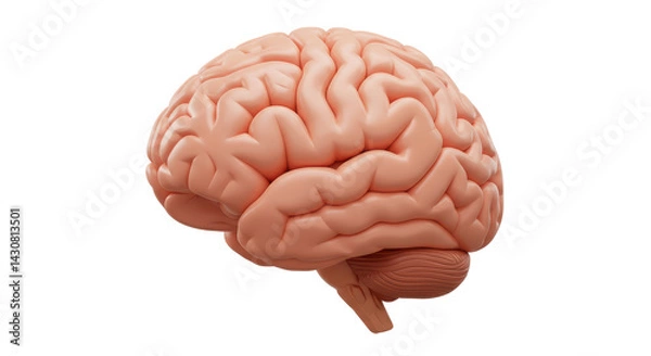 Fototapeta Isolated Human Brain Anatomical Model Side View