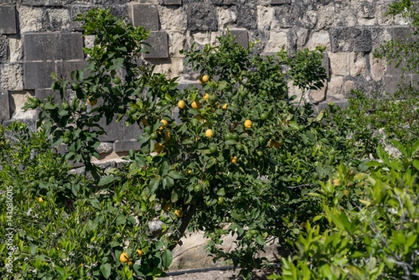 Obraz Ripe and unripe citrus fruits growing on a tree against a stone wall in Malta. Great for use in food industry reports, farm brochures, or Mediterranean crop presentations.
