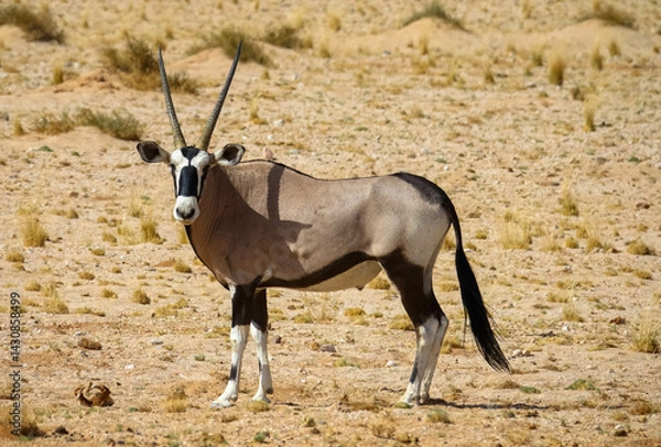 Fototapeta Oryx antelope stands in the savannah. Seen during a game drive in Etosha National Park. Tourism and vacation concept. Namibia, Africa.
