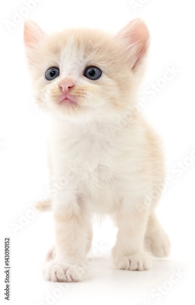 Fototapeta Small brown kitten.