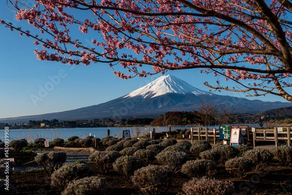 Fototapeta mount fuji and cherry blossoms