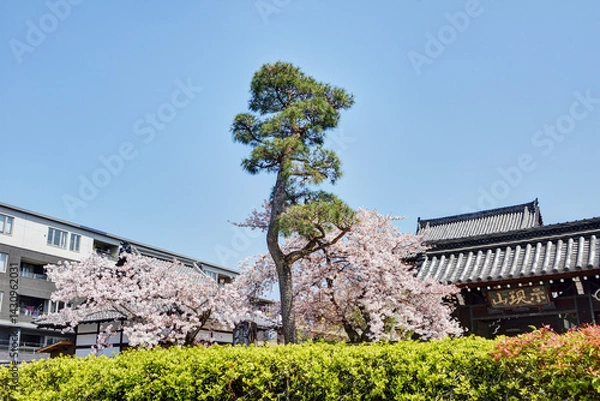 Obraz 満願寺の桜