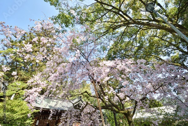 Obraz 岡崎神社の桜