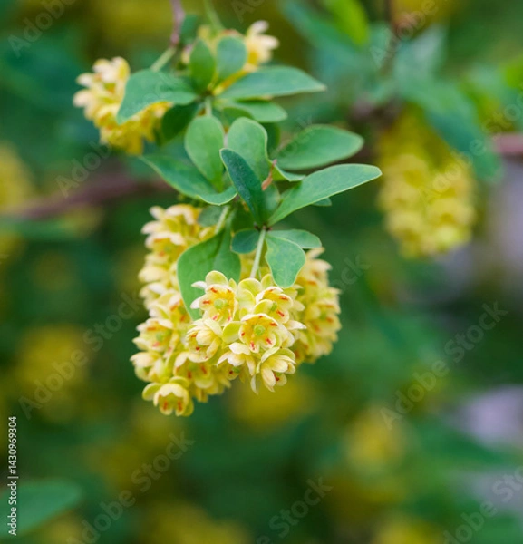 Fototapeta Beautiful close-up of berberis thunbergii