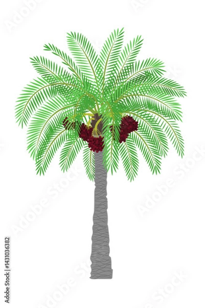 Fototapeta vector flat palm tree. Clip art isolated on transparent background.
