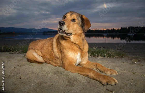 Fototapeta Large Dog on beach