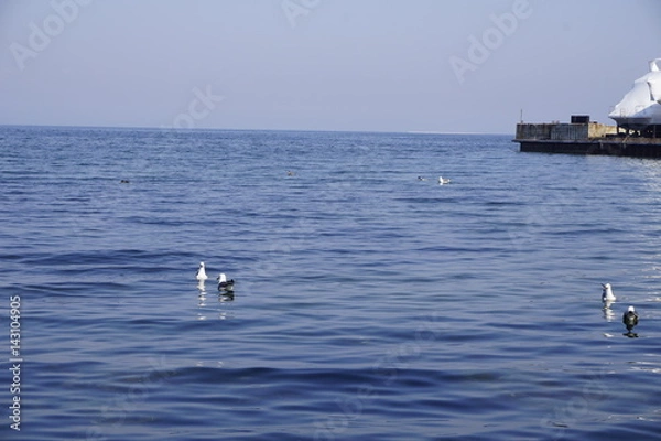 Obraz Чайки в Амурском заливе. Владивосток. Россия.