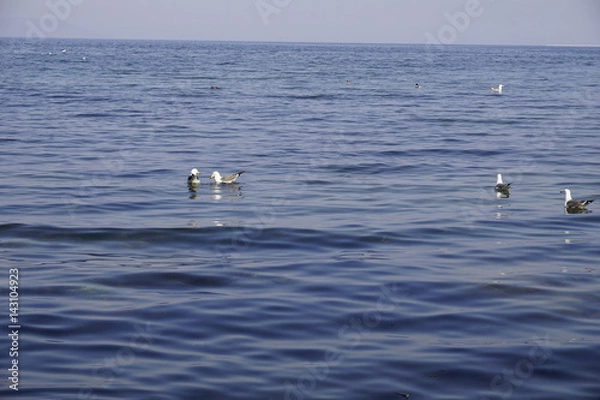 Obraz Чайки в Амурском заливе. Владивосток. Россия.