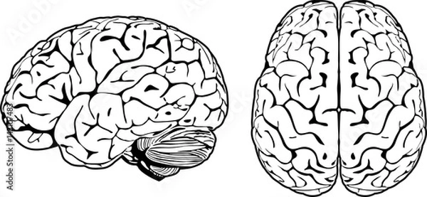 Obraz Brain