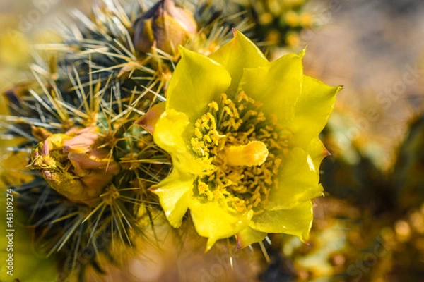 Obraz Full blown cactus bloom