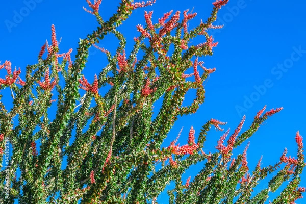 Obraz Blooming desert flowers  during spring