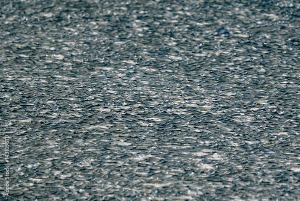 Fototapeta Thousand velella velalla by-the-wind-sailors are not true jellyfish, but hydroids