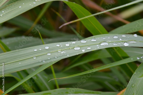 Obraz Raindrops on the grass. Water drops on the green grass. Closeup, macro photography