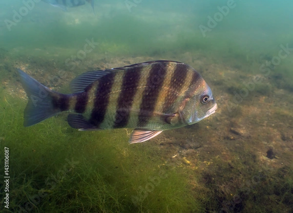 Fototapeta A Sheepshead (Archosargus probatocephalus) in Crystal River, Florida, USA
