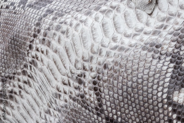 Obraz Reptile snake texture closeup, fashion zigzag snakeskin python picture.