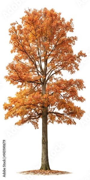 Fototapeta Autumn Quercus palustris (also called pin oak, swamp oak, or Spanish oak) trees isolated png on a transparent background perfectly cutout