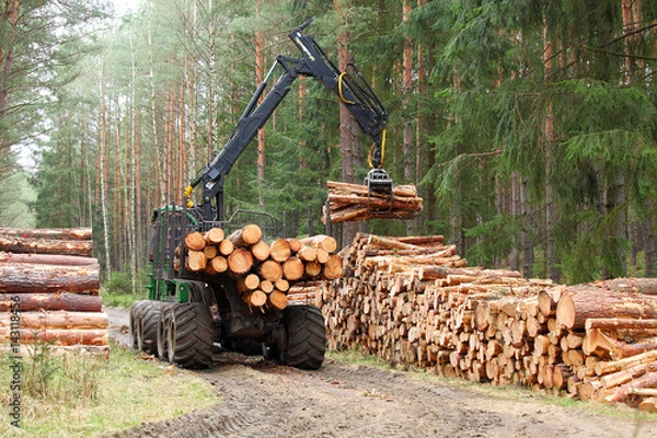 Fototapeta Kombajn pracujący w lesie. Pozyskiwanie drewna. Drewno opałowe jako odnawialne źródło energii. Temat rolnictwa i leśnictwa.