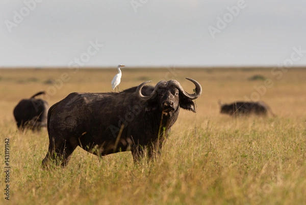 Fototapeta le buffle Africain