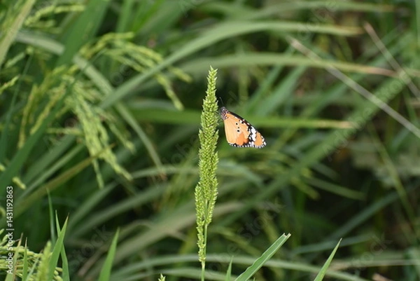 Obraz A plain tiger butterfly is seen perched on a growing crop in an agricultural field.