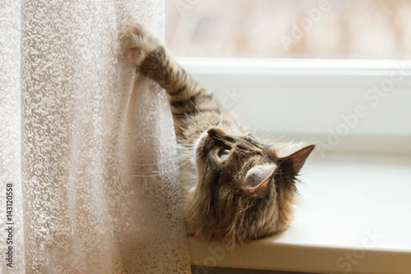 Fototapeta Cat playing with curtains lying on the windowsill