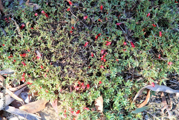 Fototapeta Close-up of Cranberry Heath (Styphelia humifusa) flowers and foliage. Australian native plant