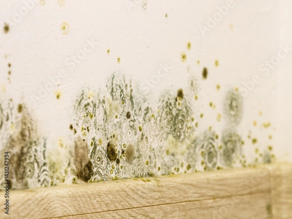 Obraz Mould and fungus growth on wall