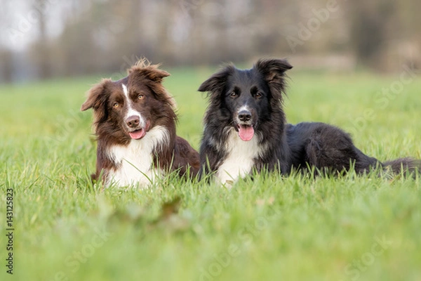 Fototapeta Zwei Border Collies liegen im Gras