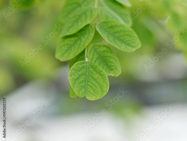 Fototapeta background composed of beautiful green leaves in spring