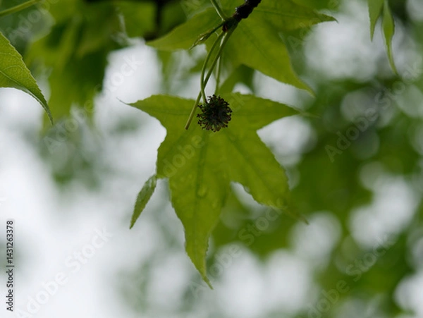 Fototapeta background composed of beautiful green leaves in spring