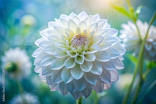 Fototapeta White Dahlia Macro Photography - Long Exposure Blurred Background
