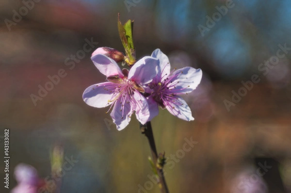 Obraz Close up Peach Blossoms Pink flowers, natural background